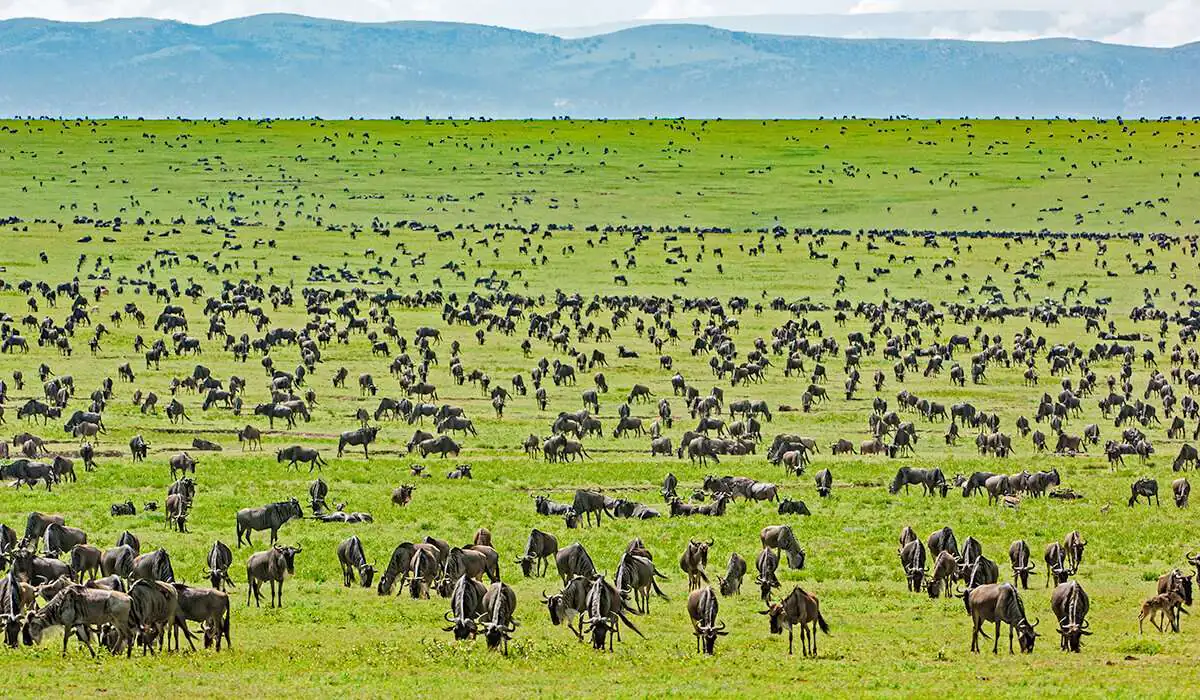 Tarangire Ngorongoro collection photo 1